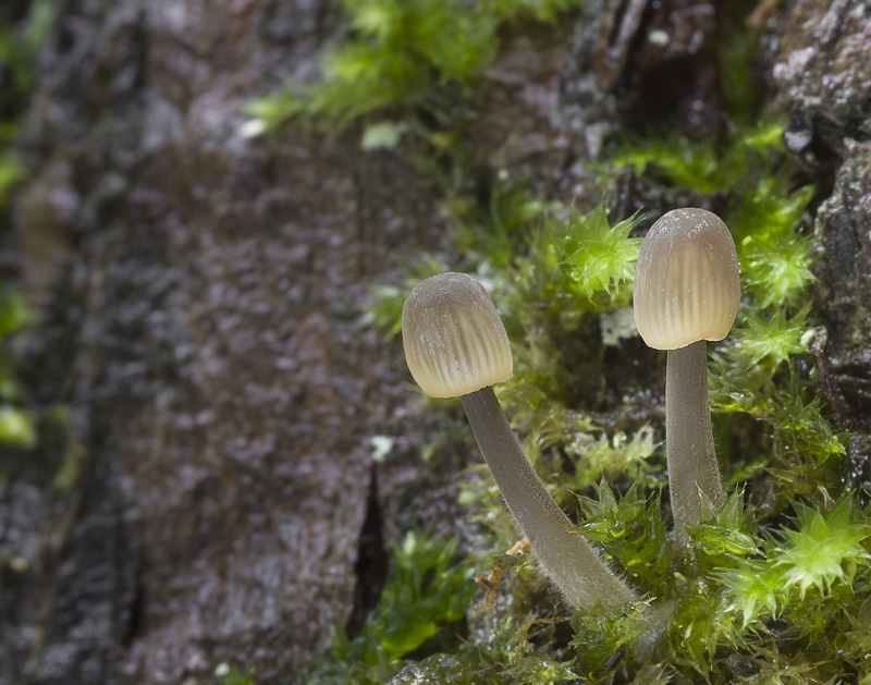 Mycena citrinomarginata